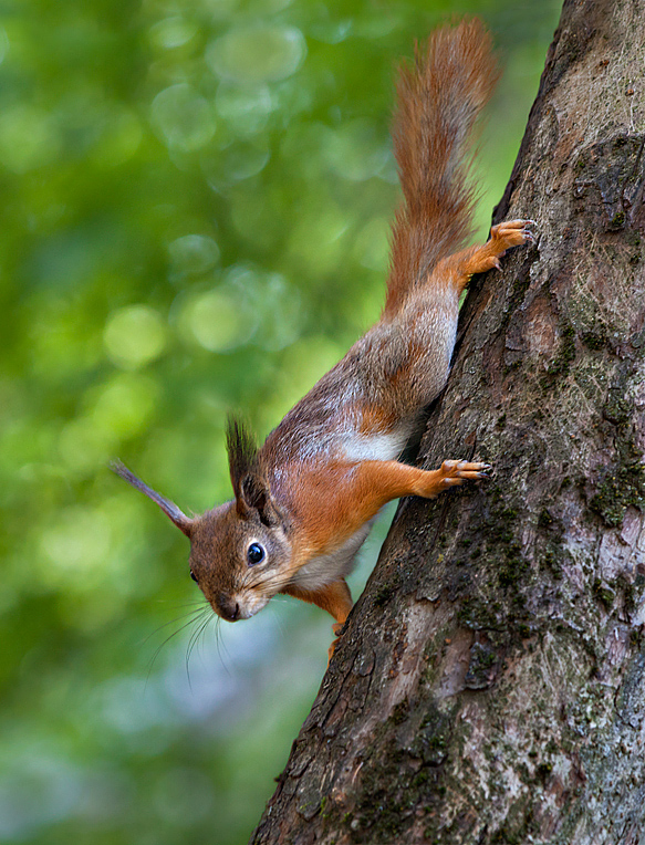 photo "***" tags: nature, wild animals