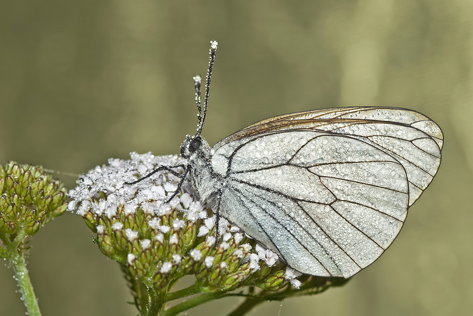 photo "***" tags: nature, macro and close-up, insect