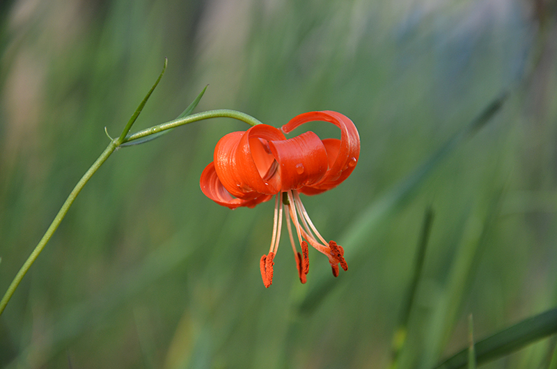 photo "***" tags: nature, flowers