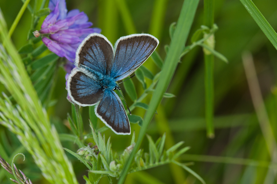 photo "***" tags: nature, macro and close-up, insect