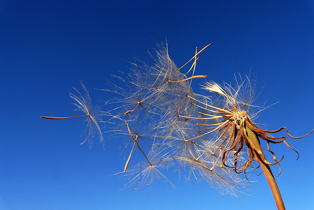 photo "***" tags: nature, macro and close-up, flowers, sky, summer