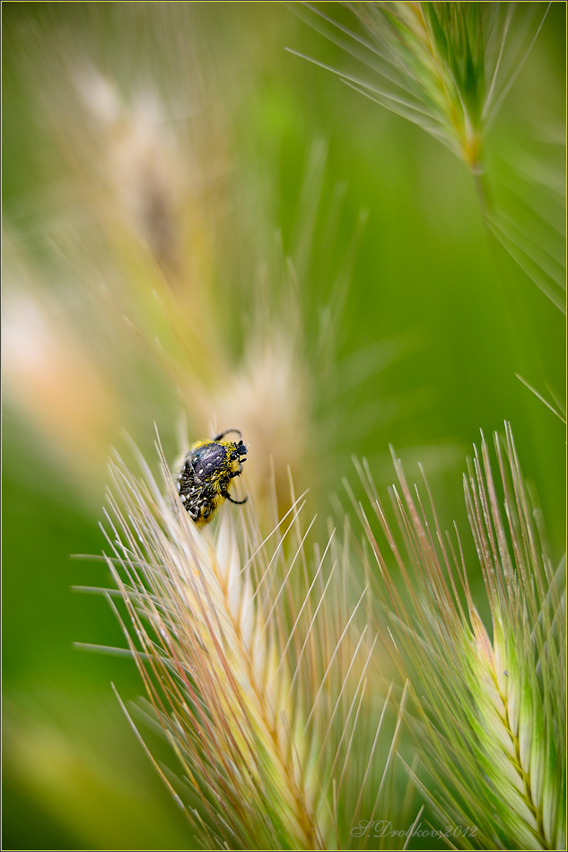 photo "Hacia el sol" tags: nature, macro and close-up, insect