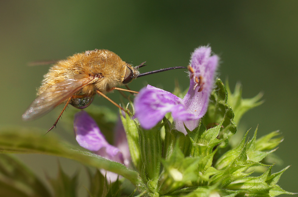 photo "жужжало большое" tags: macro and close-up, nature, insect