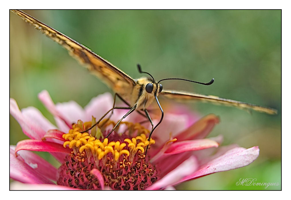 photo "***" tags: nature, macro and close-up, insect