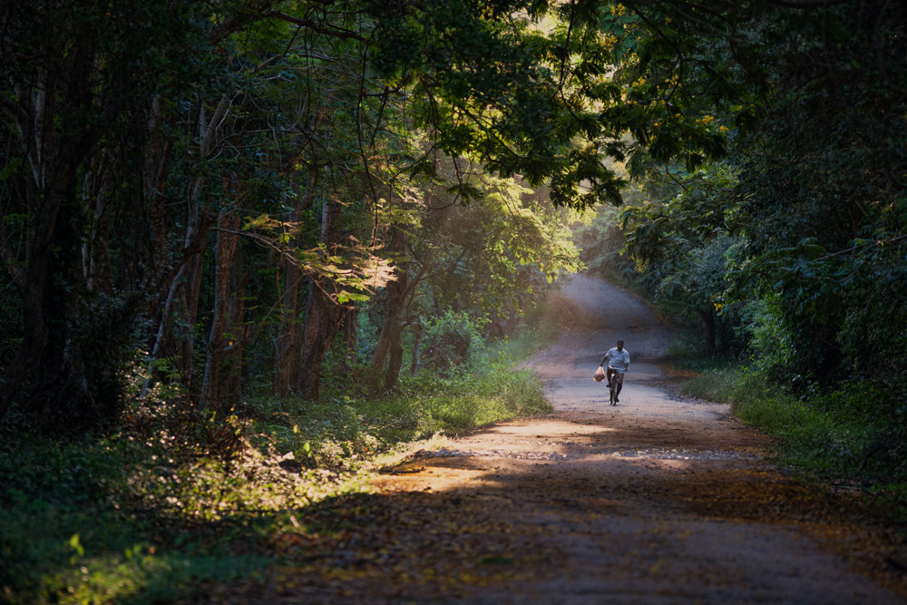 photo "***" tags: landscape, forest