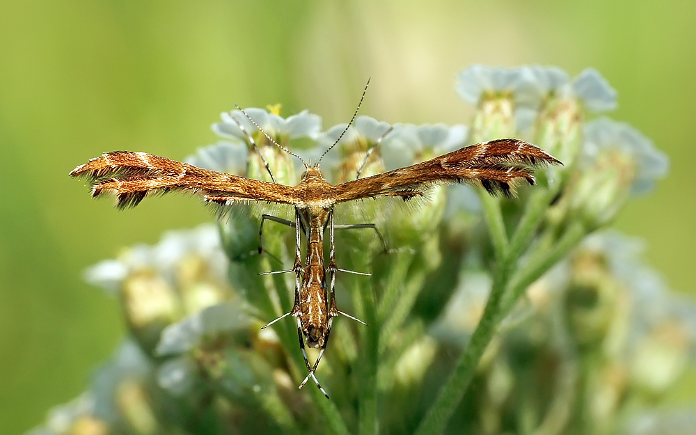 photo "мар,пальцекрылка" tags: macro and close-up, nature, insect