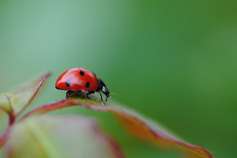 photo "***" tags: nature, macro and close-up, insect