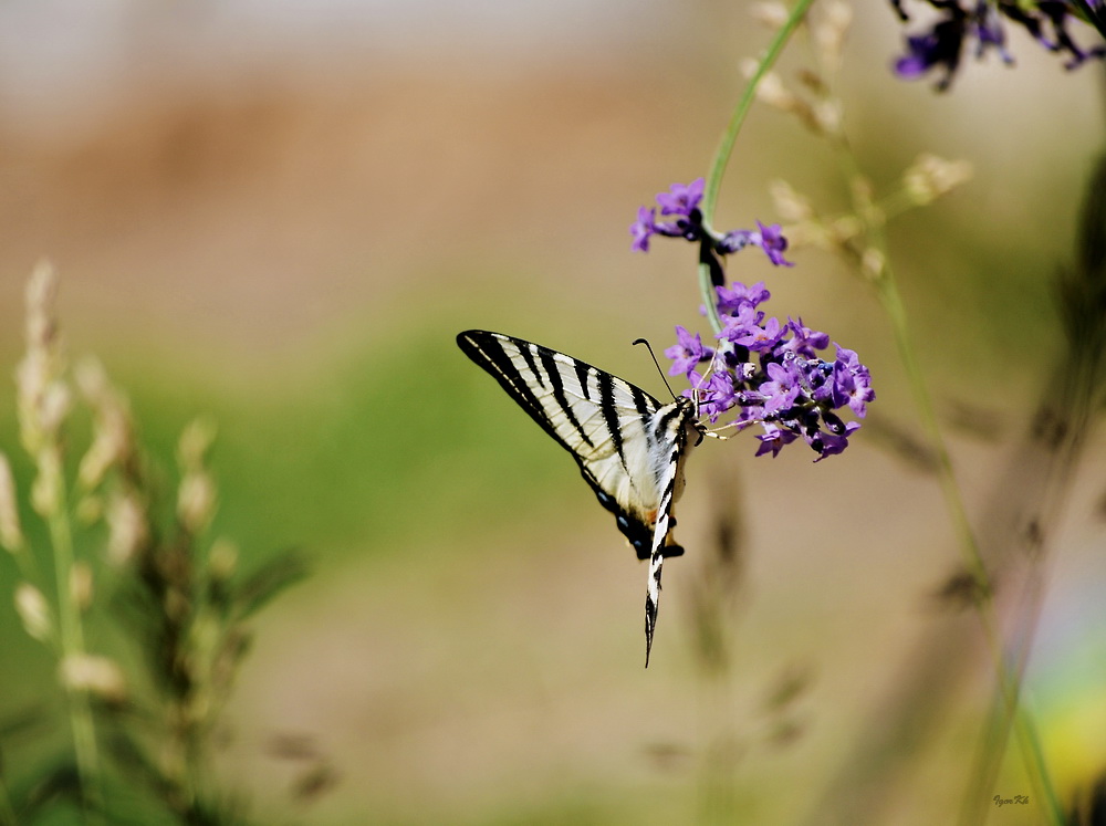 photo "***" tags: nature, flowers, insect