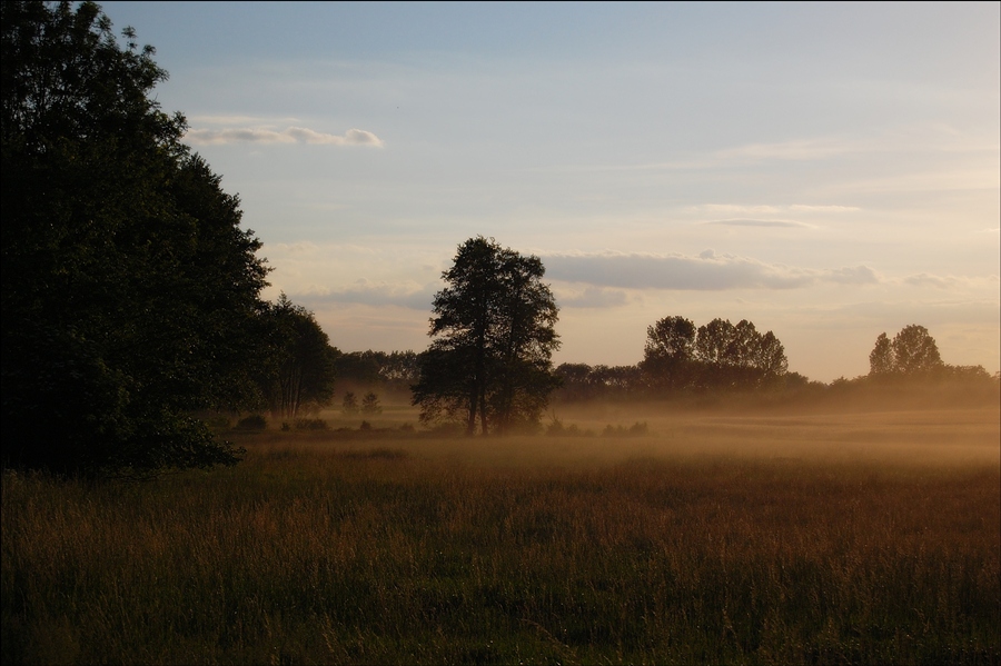 photo "*" tags: landscape, forest