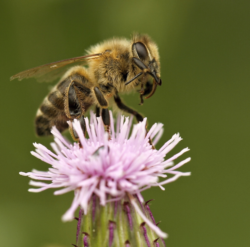 photo "***" tags: nature, insect