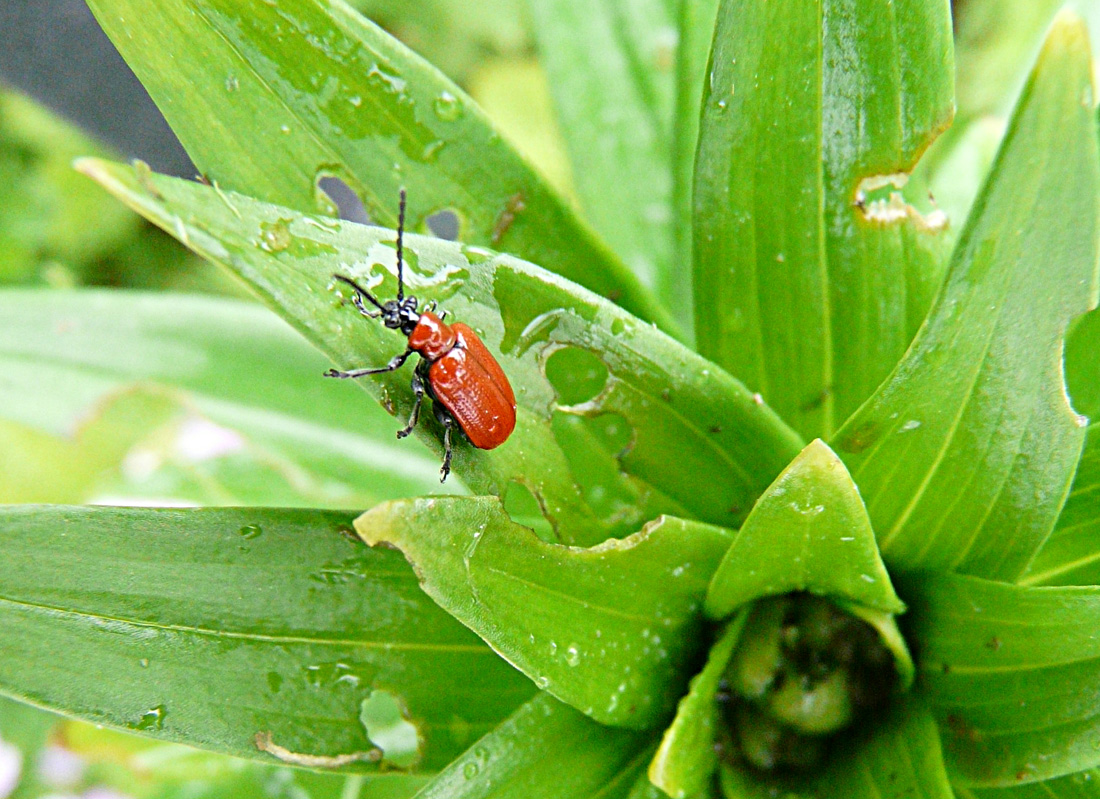 photo "***" tags: nature, insect