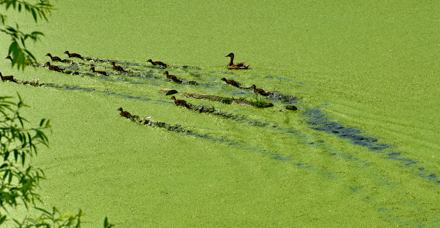 photo "***" tags: nature, wild animals