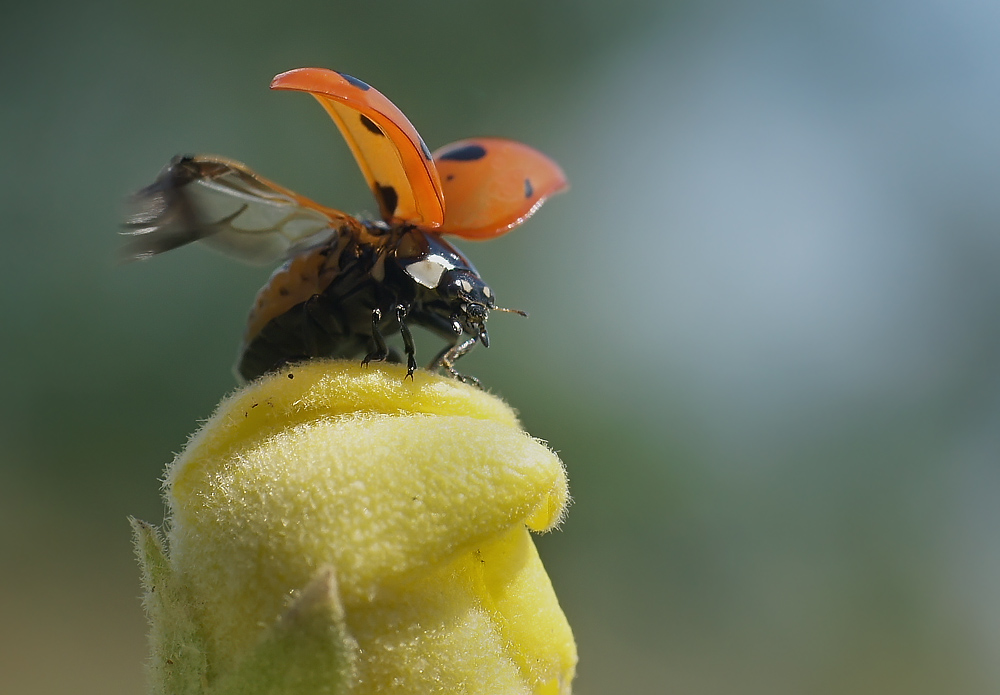 photo "божья коровка" tags: macro and close-up, nature, insect