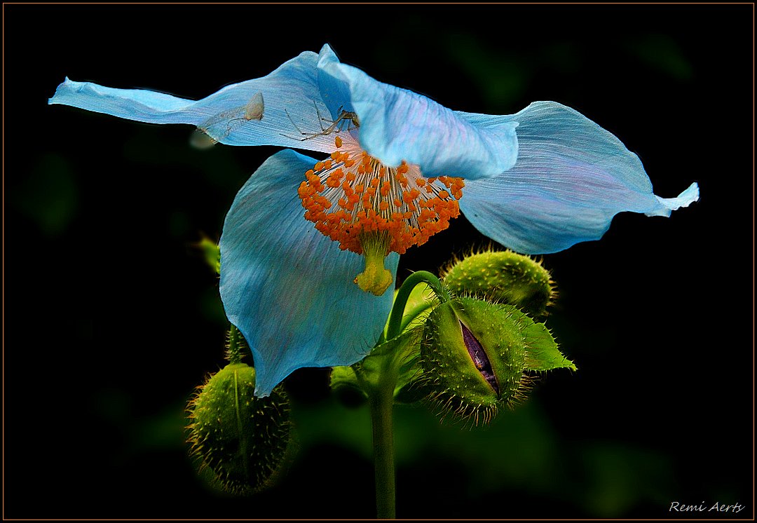 photo "***" tags: nature, flowers