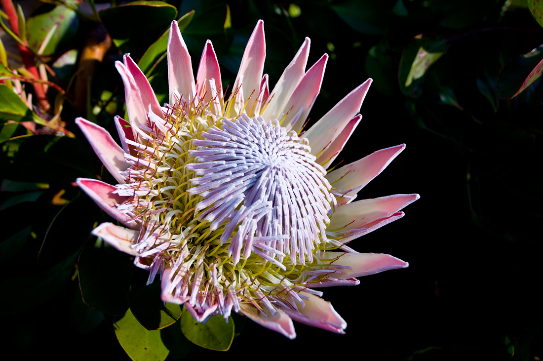 фото "King Protea" метки: природа, макро и крупный план, цветы