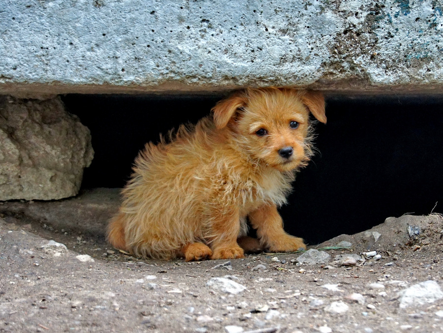 photo "***" tags: nature, pets/farm animals