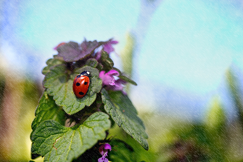 photo "***" tags: nature, insect