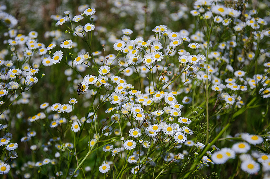 photo "***" tags: nature, flowers