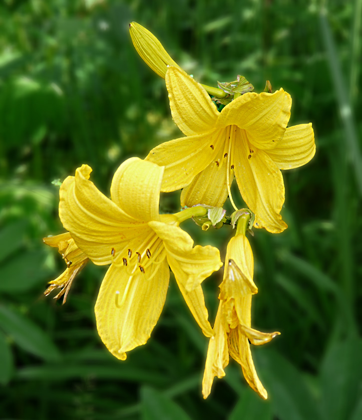 photo "***" tags: nature, flowers