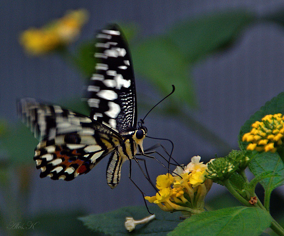 photo "landing" tags: nature, insect, wild animals