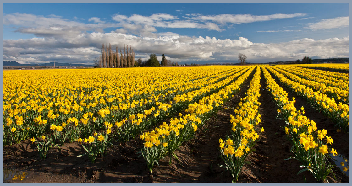 photo "Yellow sea" tags: landscape, nature, spring