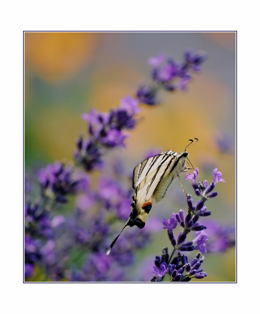 photo "***" tags: nature, flowers, insect