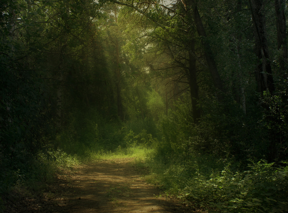 photo "***" tags: landscape, forest, summer