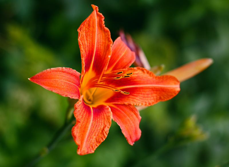 photo "***" tags: nature, flowers