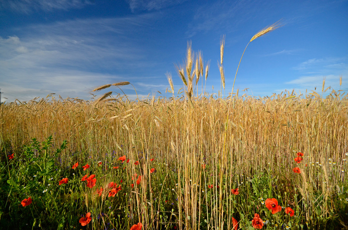 photo "***" tags: landscape, summer