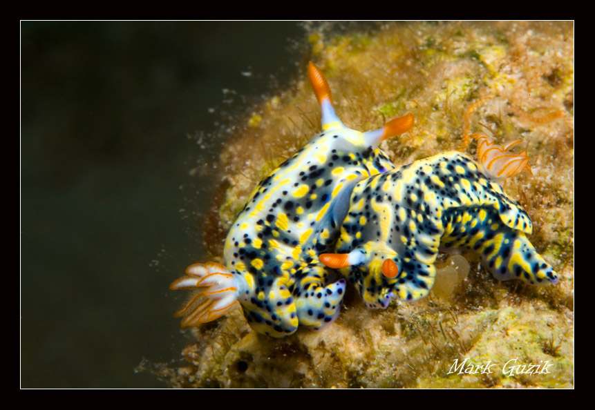 photo "Love the touch" tags: underwater, 