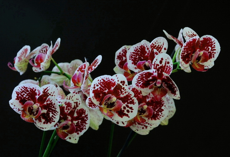 фото "Орхидейки" метки: природа, цветы