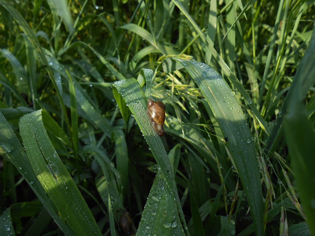 photo "Snails at dawn" tags: nature, flowers, wild animals