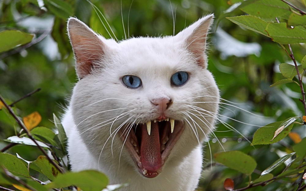 фото "Страшнее кошки зверя нет!" метки: природа, домашние животные
