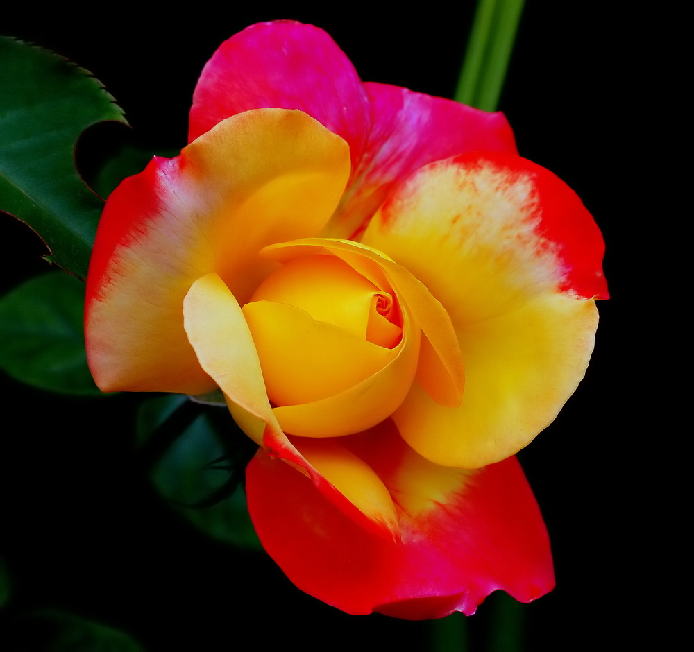 фото ""A Rose... of course..."" метки: природа, цветы