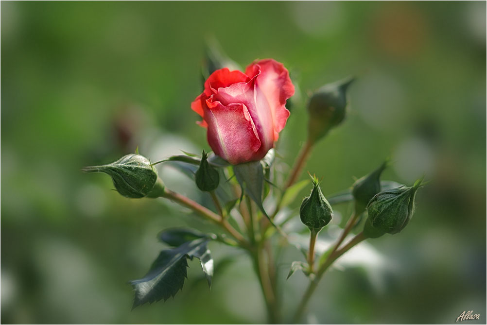 photo "***" tags: nature, flowers