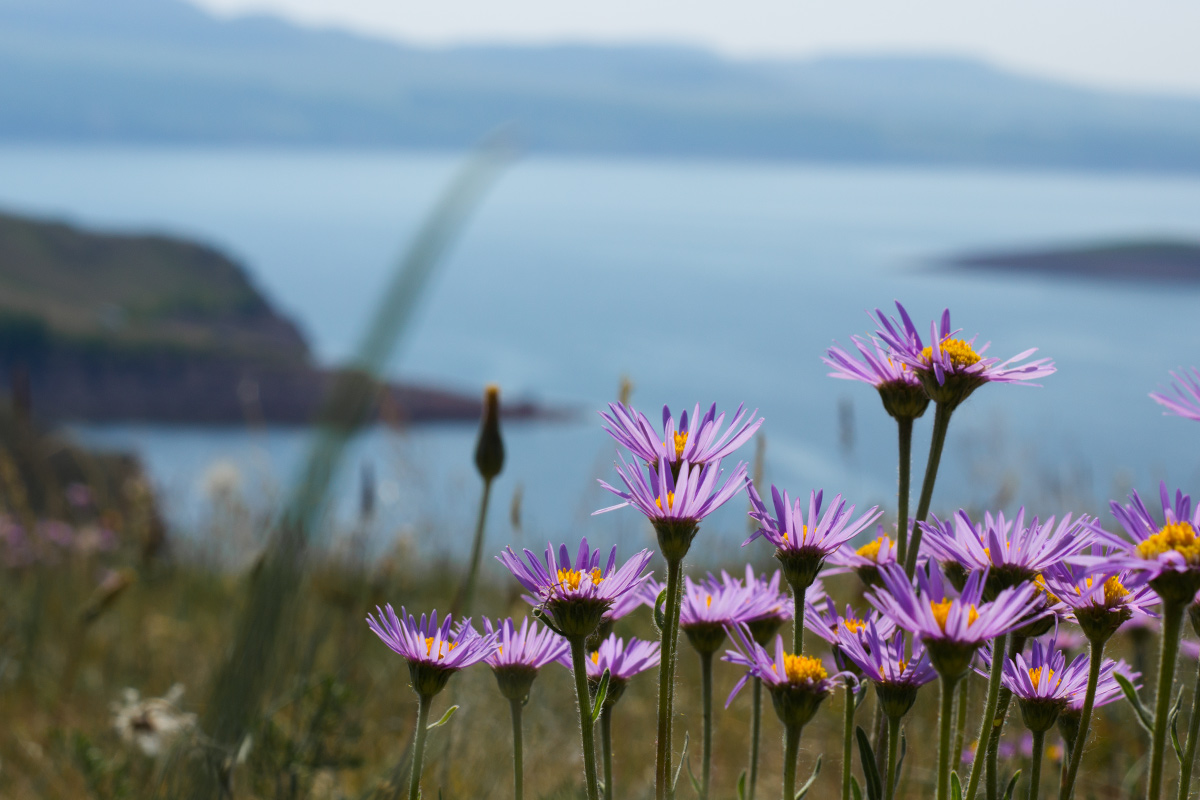 photo "Purple daisies" tags: landscape, mountains, water