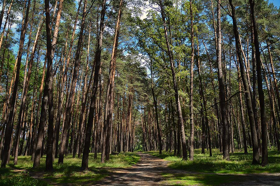 photo "***" tags: nature, landscape, forest