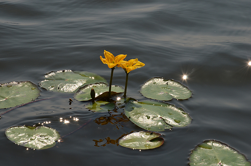 photo "***" tags: nature, flowers