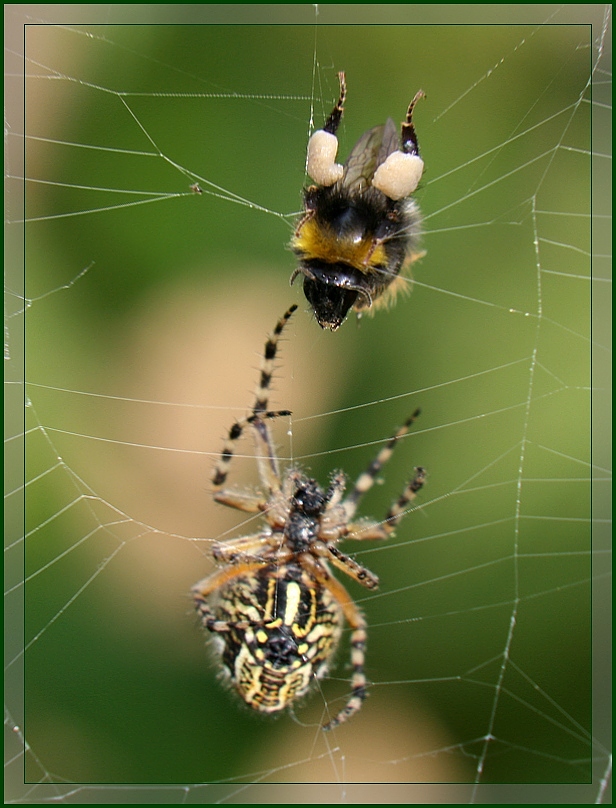 photo "Sorry, I'm here to help you now!" tags: nature, insect