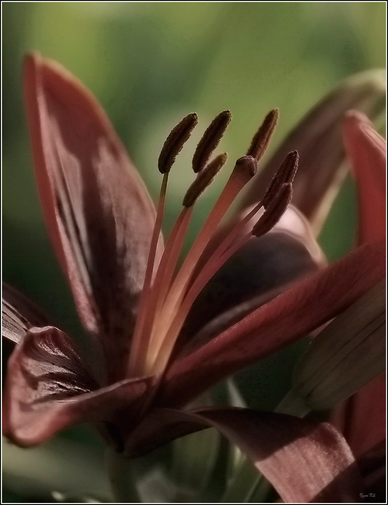 фото "Лилия" метки: природа, цветы