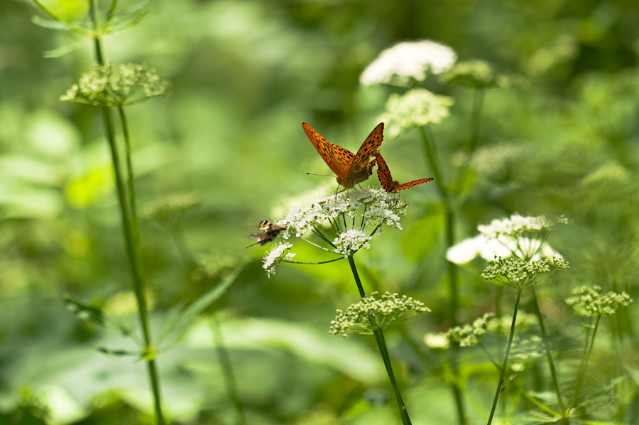 photo "***" tags: nature, macro and close-up, insect