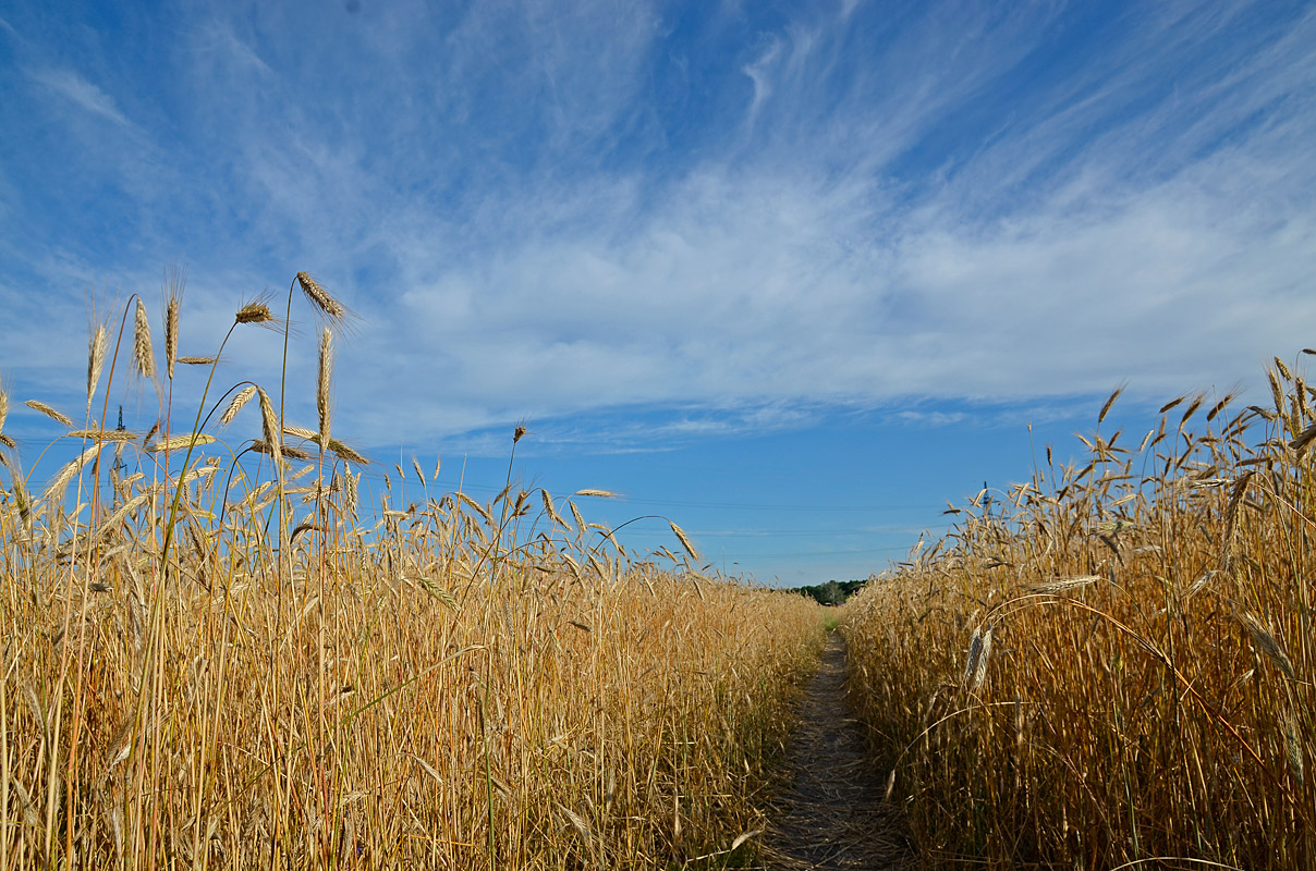 photo "***" tags: landscape, summer