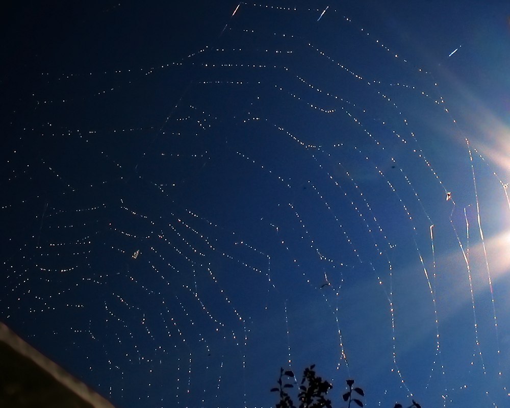 photo "The sky with diamonds" tags: macro and close-up, 