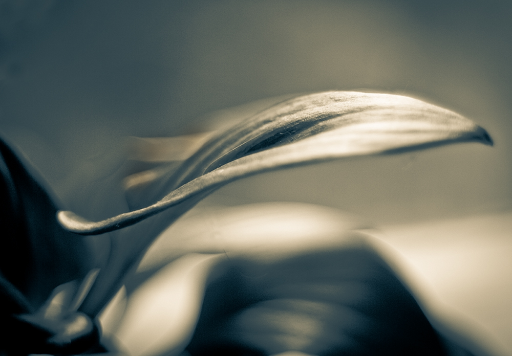 photo "***" tags: fragment, nature, flowers