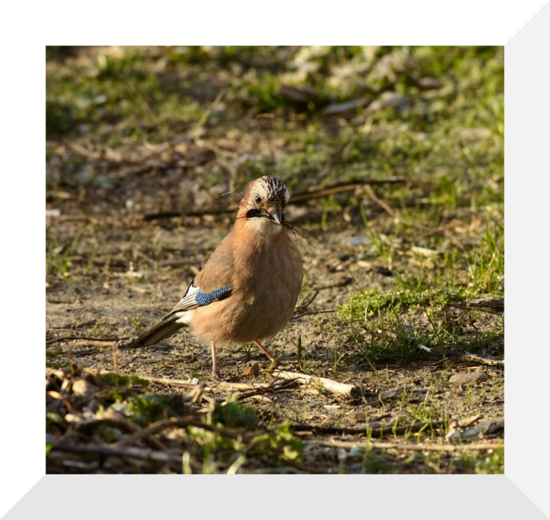 фото "Garrulus glandarius" метки: природа, дикие животные