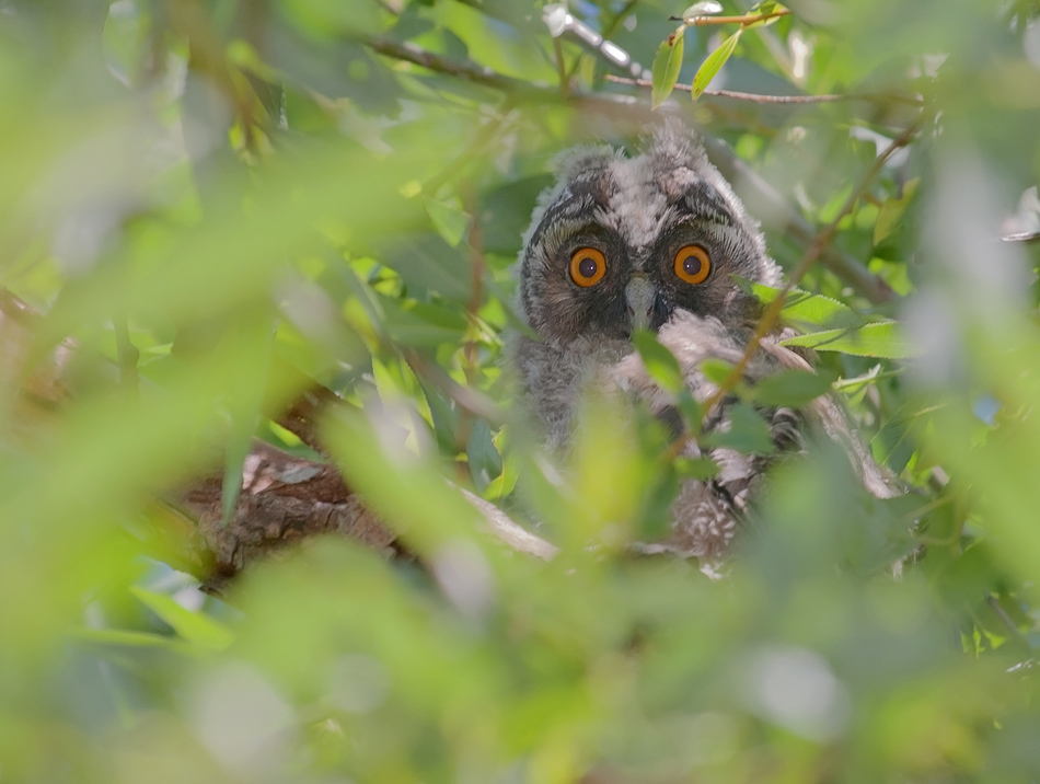 photo "Face to face" tags: nature, wild animals