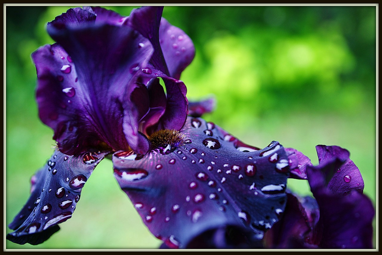 photo "***" tags: nature, macro and close-up, flowers