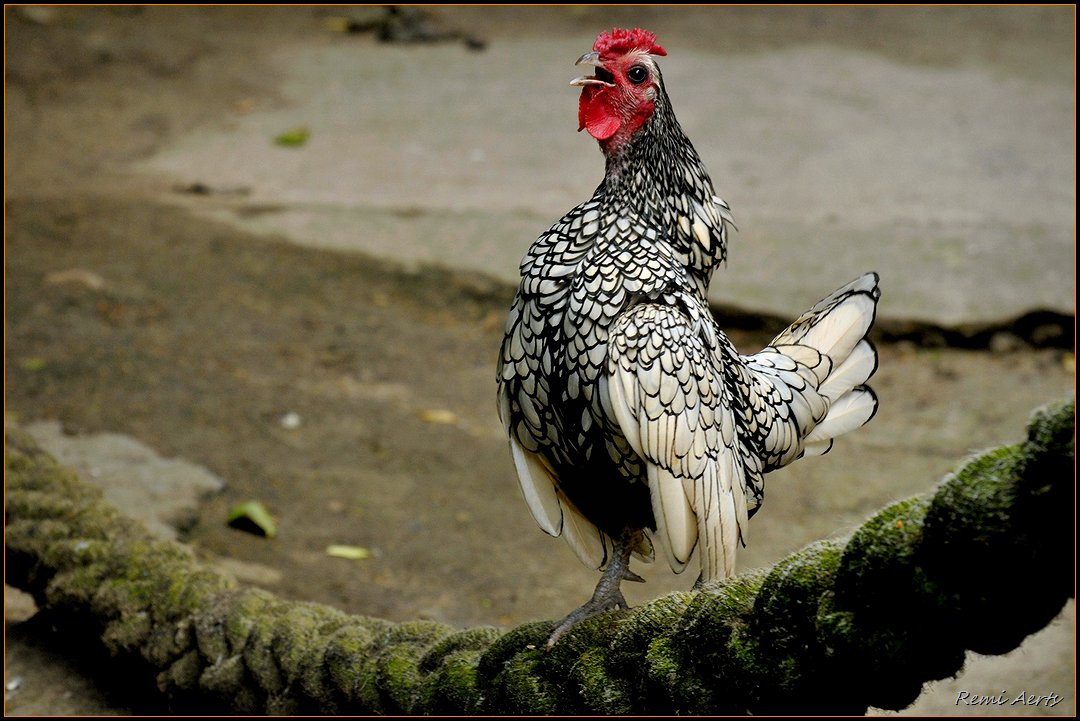 фото "Where in my chicken?" метки: природа, домашние животные