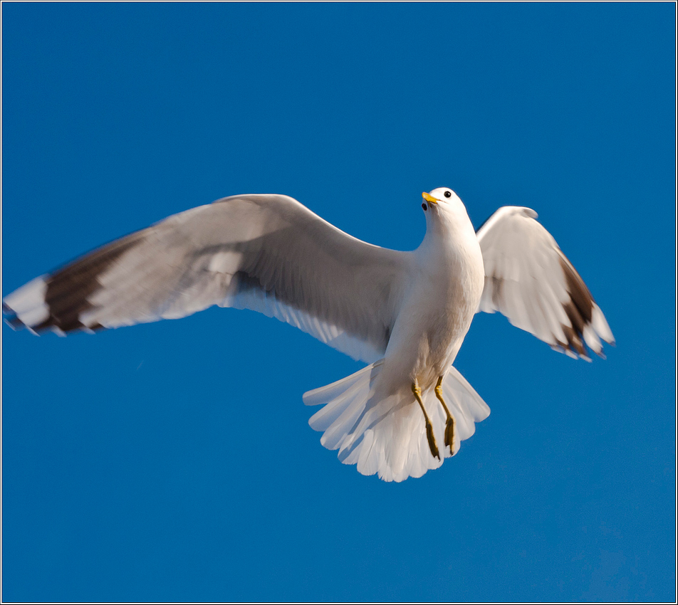 photo "I fly a whole ... :-)" tags: nature, wild animals