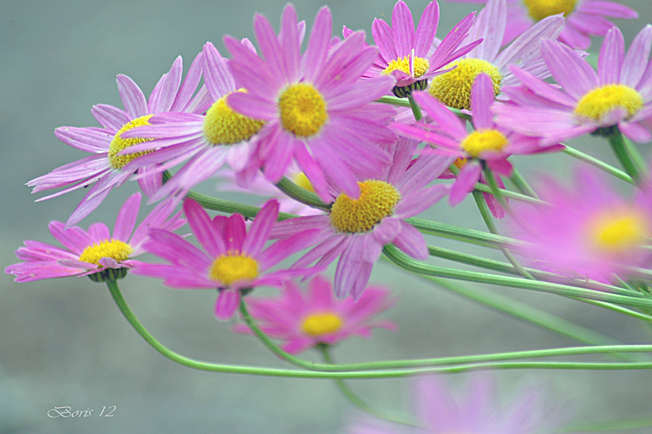 photo "***" tags: nature, flowers